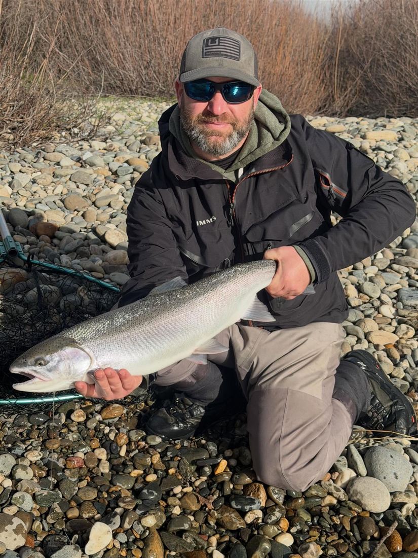 Chrome steelhead caught on a Sacramento-area river