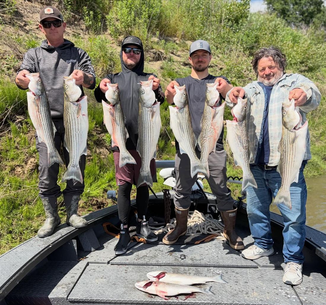 Anglers holding a limit of striped bass on the boat